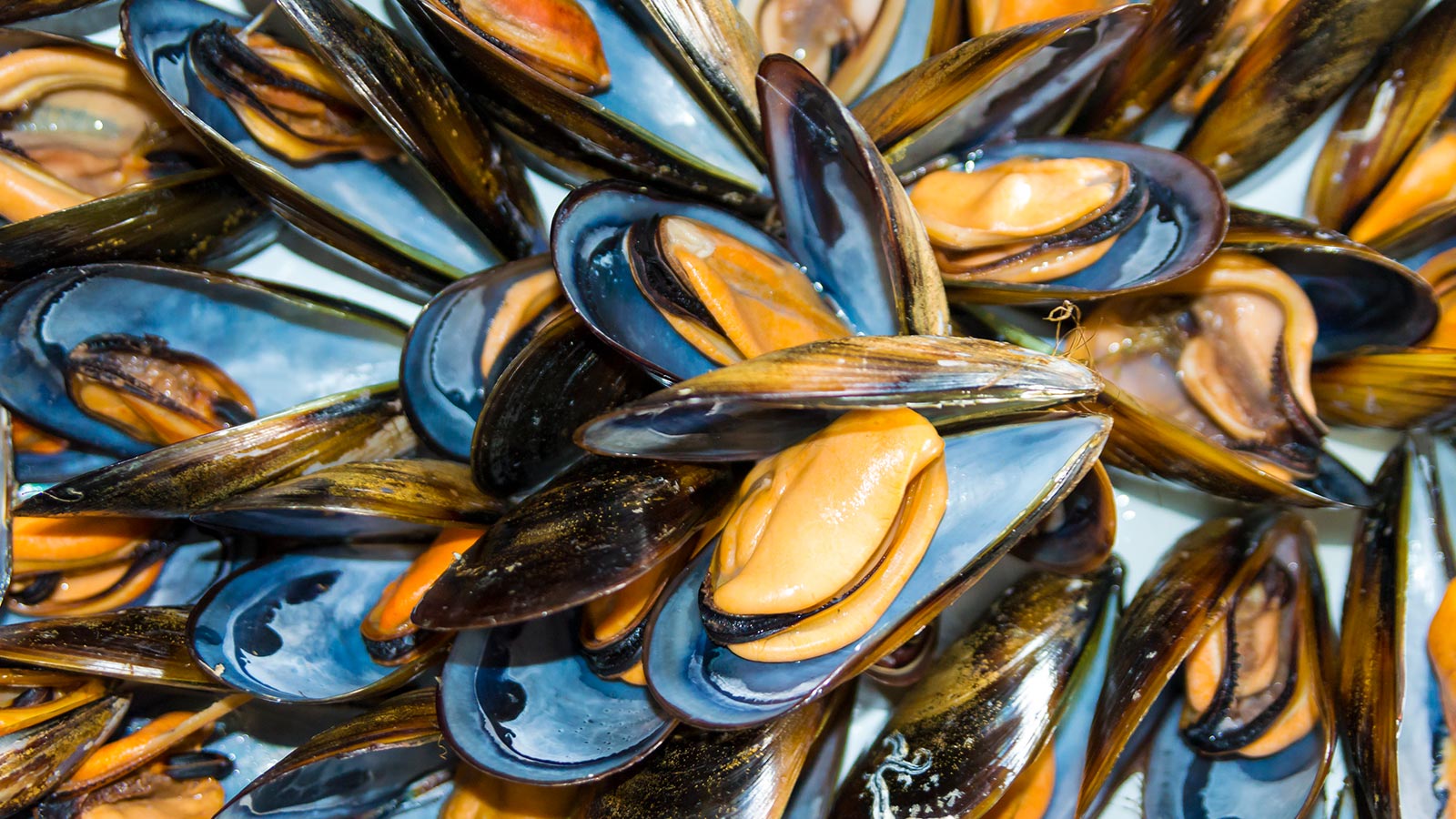 El molusco más consumido en España